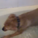 Dog Attacks Bath Water