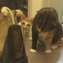 Watch cats get freaked out by a metronome!